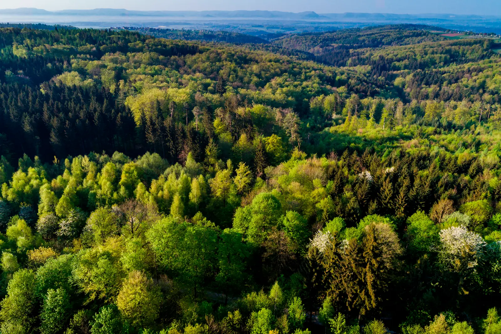 Mischwald