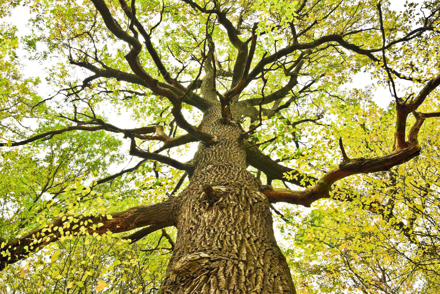 Die Eiche Lateinisch Quercus